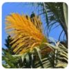ORGANIC Palm Pollen ( 10 Grams )