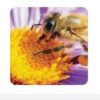 ORGANIC Bee Venom ( 10 Grams )